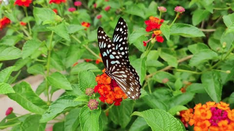 butterfly awesome flower