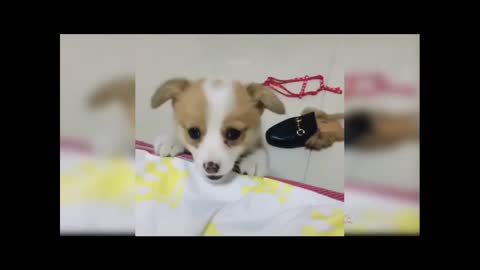 Cute dog play well