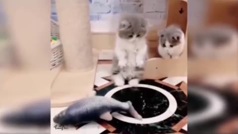 funny cat animal activities