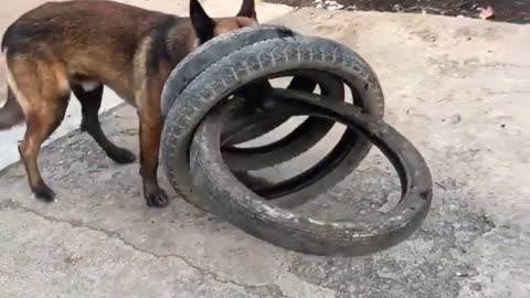 Smart dog helps his human moves tires and figures out how to carry four tires in one bite..