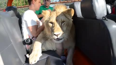 The guy is in shock! A REAL LION JUMPED ON HIM