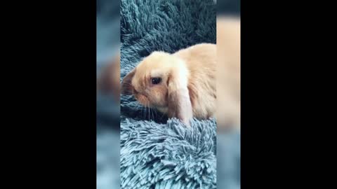 Funny and Cute Bunny Rabbit