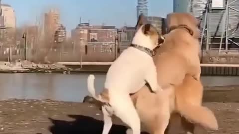 😂 Cute & Funny Dog Videos