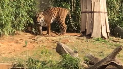 Tiger Walking in Park | Tiger Video | Animal Video |