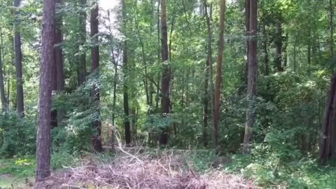 Bethesda Cemetery in Aberdeen, North Carolina