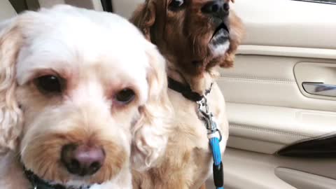 Brown talking dog in car offended by being left at groomers