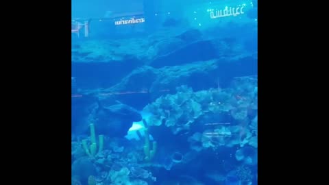 Aquarium,Fish,All Fishes