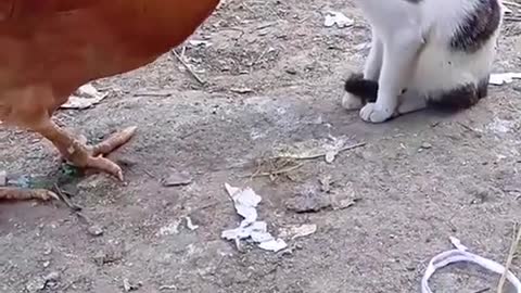 Very funny cat funny cock fighting moment