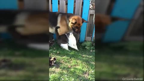 Cat plays with dog aggressively, they are cute