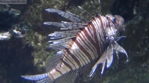 Have You Ever Seen A Red Lion Fish Yet Unseen Sea Creatures