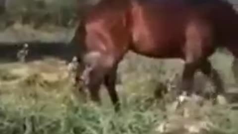 Angry horse can't take it's