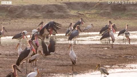 Marabou Stork VS Fish Eagle | Dynasties: On Location | BBC Earth