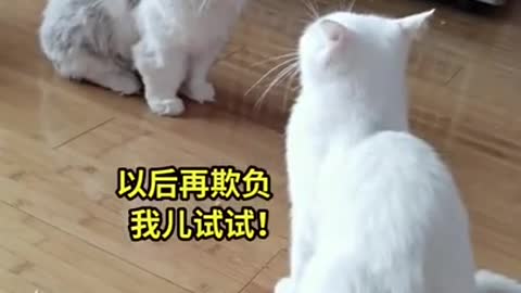 Funny cats fighter Animals Videos