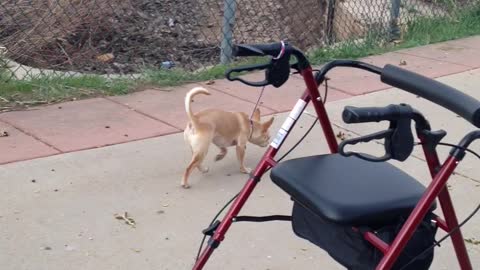 Chihuahua Accidentally Steals Walker From Owner