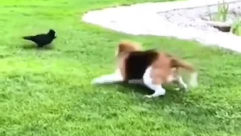 Funny Bird vs Dog