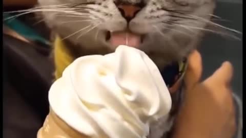 Cat licking ice creak