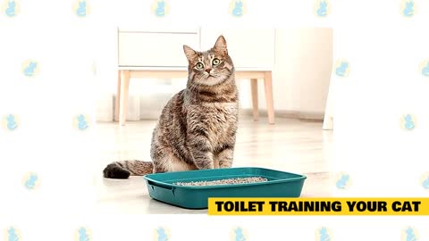 Basic Cat Training Tips