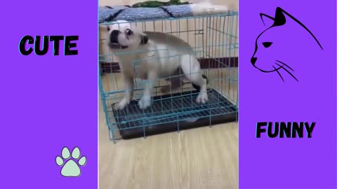 Cute Pets And Funny Compilation #2💗 Pets Cute Videos]