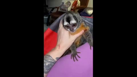 Ollie the owl monkey gets jealous when Florida woman pets rescued genet sleeping on her lap