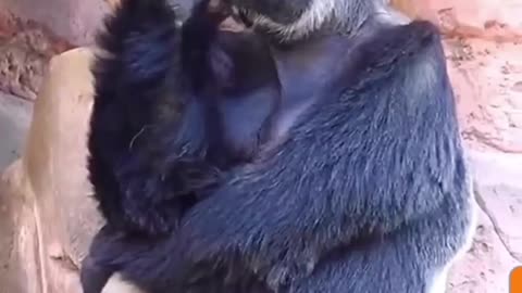 The Great Ape Thinker: Gorilla's Deep Thoughts Caught on Camera!