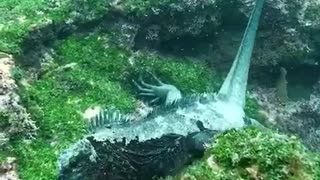 Godzilla in real life