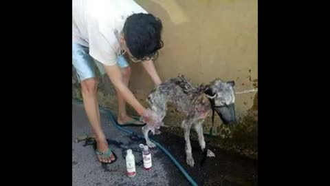 Amazing transformation of a dog that has been abandoned by its owner