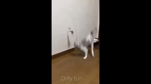 Funny Cats