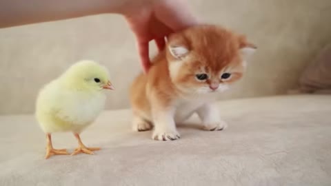 Kittens walk with a tiny chicken