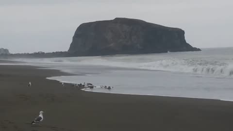 Seagull Behavior Pacific Coast CA