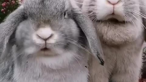 Cute Rabbite 😍 Video