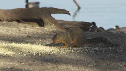 Cute squirrel eating nuts at ground americans