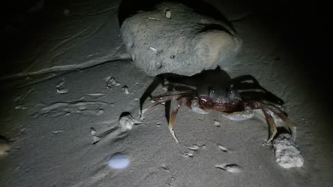 How To Catch Ghost Crabs And Can You Eat Them?