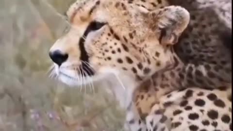 Cheetah #shorts #short #shortsfeed #youtubeshorts #youtube #viral #trending #animals #cheetah