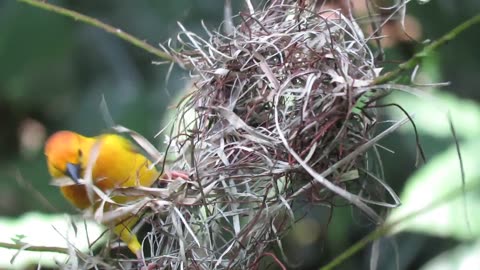 The Taveta weaver