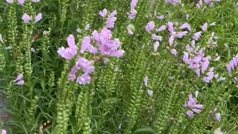 A field of purple flowers