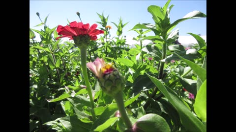 Gentleness Zinnia Pink Sept 2021