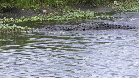 american alligator missed a fish