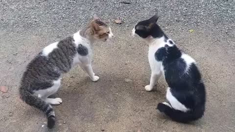 Indian Street Cats Debate 😂 Funny Fighting 🤣