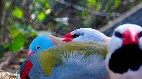 tropical finches in aviary