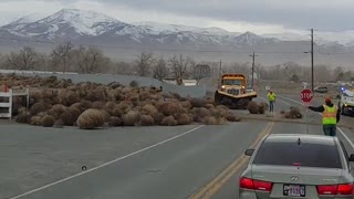 Tumbleweed Stampede