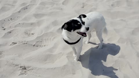 🐶A dog feeling sleepy in the desert watched before deletion