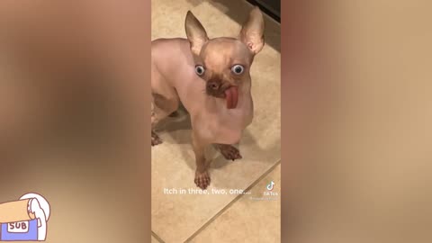 You will have TEARS IN YOUR EYES FROM LAUGHING/ The FUNNIEST DOGS compilation 2020