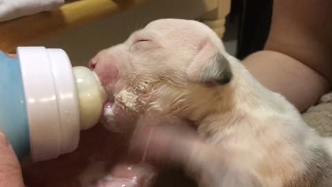 baby puppy drinking from milk bottle