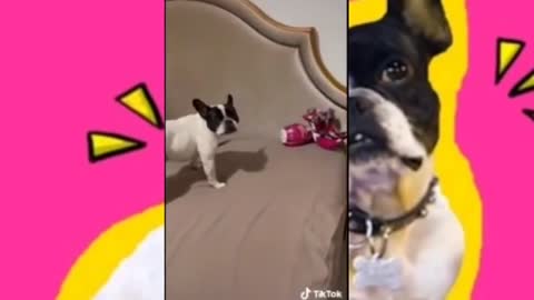 Best Videos TikTok Dogs vs Babies !!