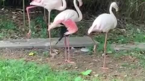 Flamingos deep in the woods