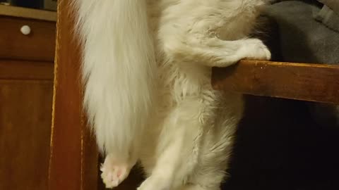 Cat Hangs Upside Down to Drink Water