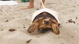 Tortoise on leash goes for walk on the beach