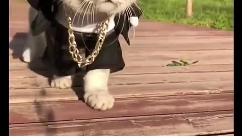 Gangster cat is here