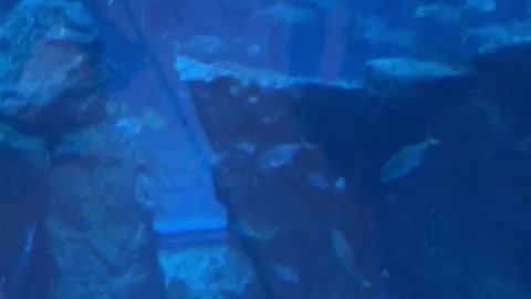 Dubai Aquarium