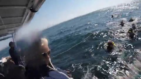 Shocking moment humpback whale lifts swimmer out of water in QLD